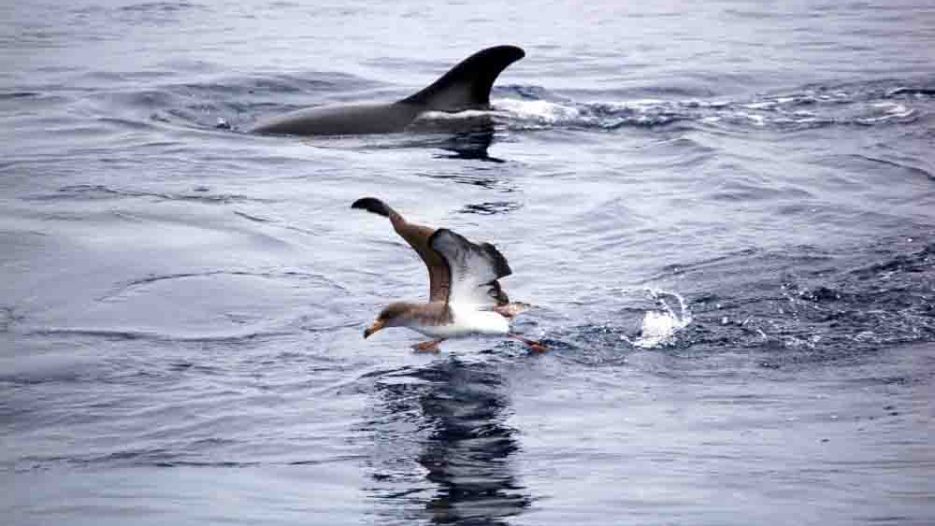 ΠΑΣΟΚ: Natura 2000 και βιοποικιλότητα - πρόοδος με καθυστέρηση και κρίσιμα ανοιχτά μέτωπα